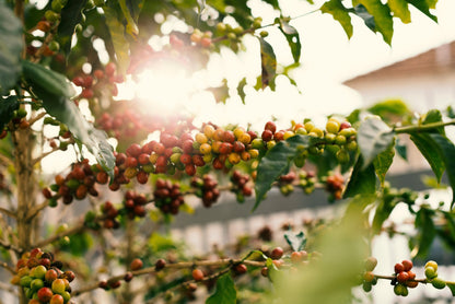 Lake Erie Light - Ethiopia (Light-Medium Roast)